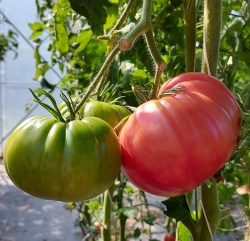 giant belgium6